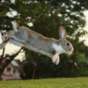 Simon shares 7 wild ways to exercise your rabbit