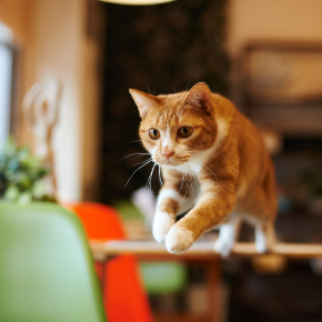 Make positive changes for you and your cat for 2021