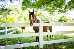Horse farm for sale