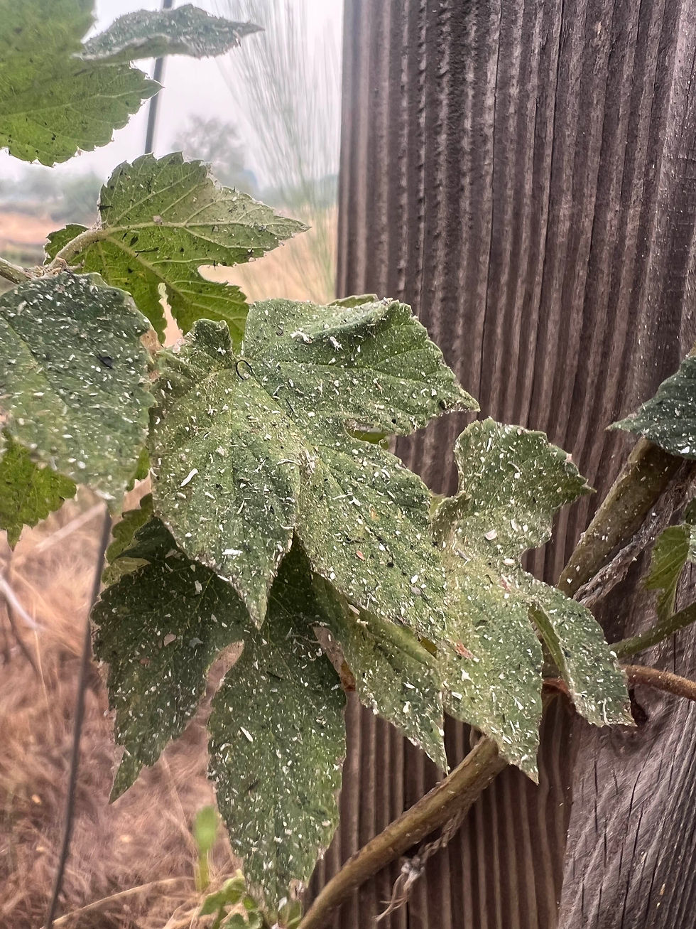 Hop leaf coated in ash from nearby wildfire in central Portugal, showing ember fallout on vegetation.