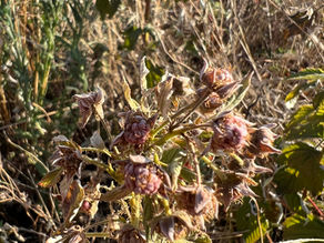 Close view of Rubus idaeus with overripe raspberries, thorny stems, and browning leaves surrounded by tangled dry vegetation.
