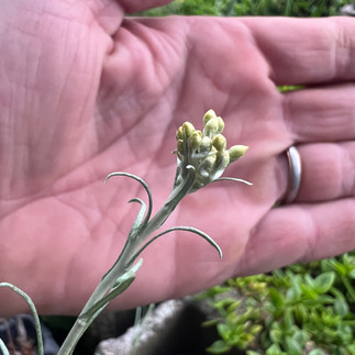 Close-up of curry plant (Helichrysum italicum) flower buds held in front of a hand, showing silvery stems and tightly clustered buds.