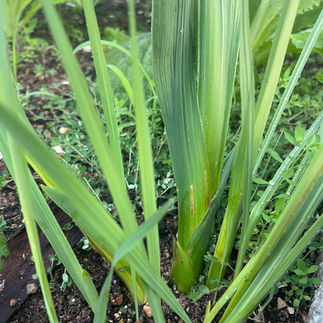 Close-up of Garden Gladiolus leaf bases emerging from soil, with long ridged green blades and small weeds around them.