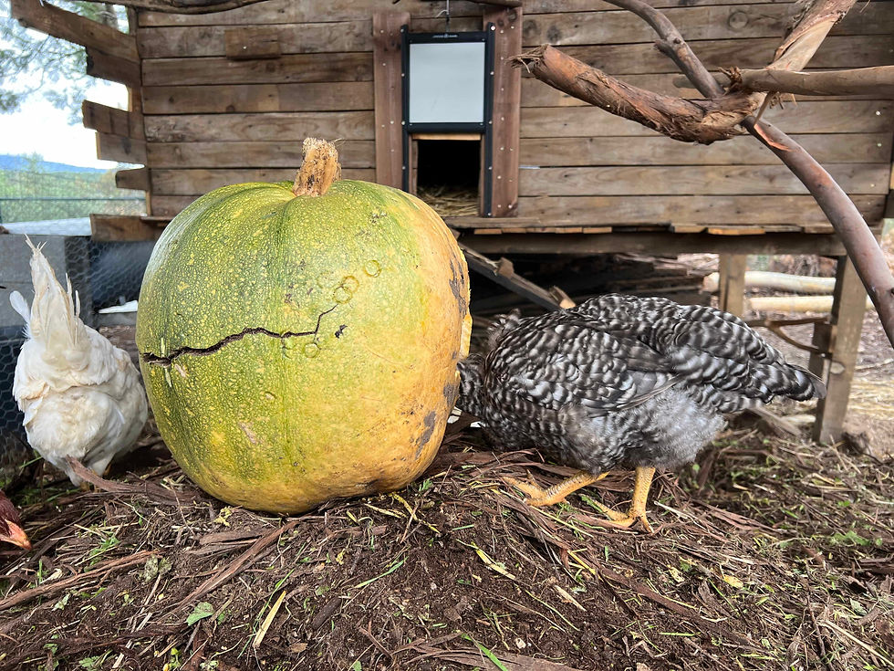 A transylvanian naked-neck chicken pecks at a large cracked green pumpkin set on the ground in front of a wooden coop, and a white Leghorn on the left.