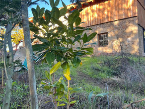 A young Southern magnolia tree growing on a grassy slope near a granite and wood house under partial shade.