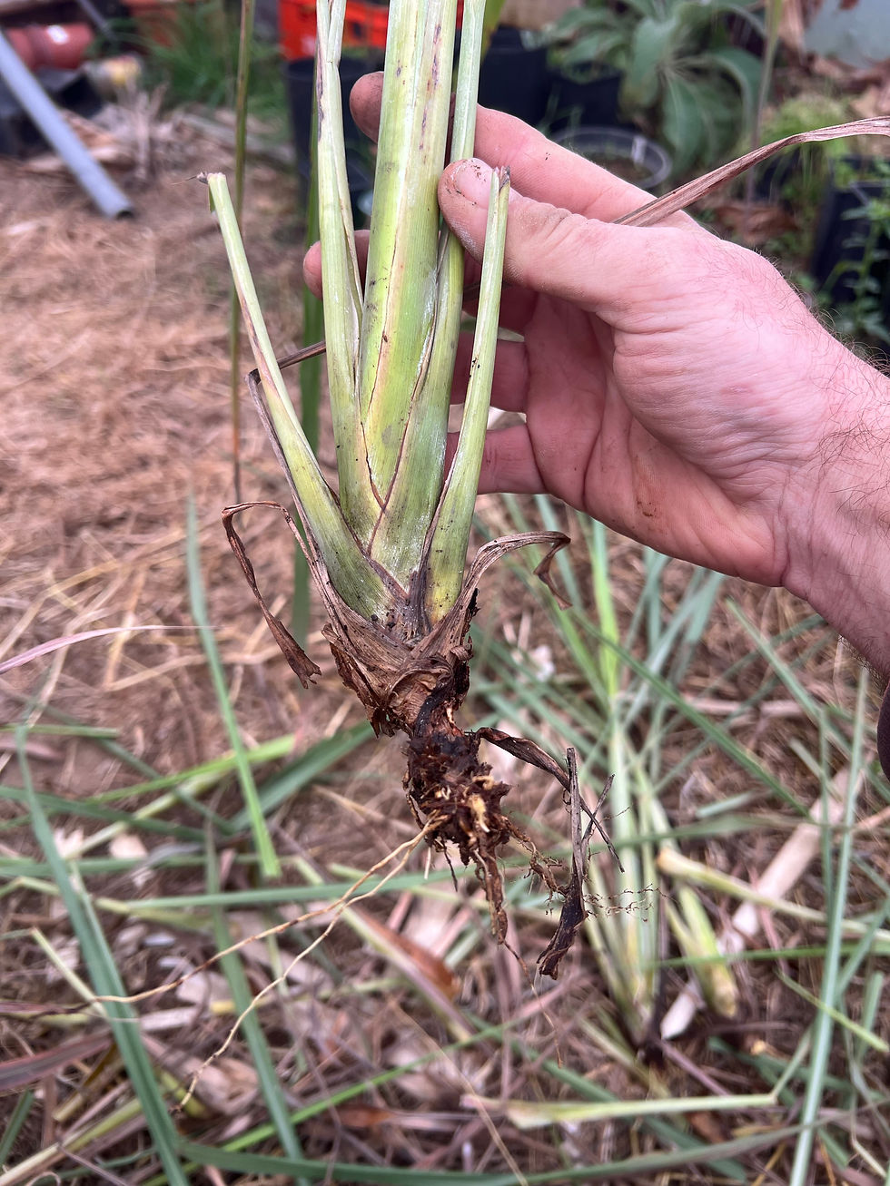 Herman Kraut holding an uprooted lemongrass division, showing pale green leaf bases, dry sheaths, and exposed roots.