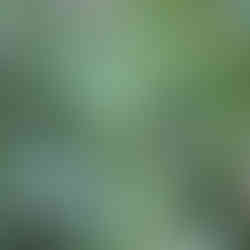 Close-up of Oscularia deltoides with thick, angular blue-green leaves arranged along a pinkish stem, surrounded by grass.