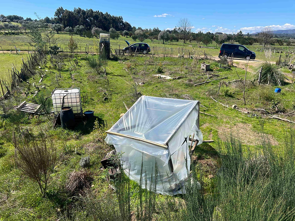 Makeshift cold frame made of wood and plastic in a rural garden, with IBC containers, a black barrel, and a dirt track with vehicles behind.