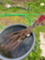 Bundle of bare-root grape vines soaking in a large tub of water outdoors.