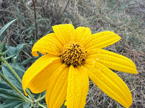 Macro of a bright yellow sunchoke flower of the Jerusalem artichoke plant with long yellow petals and a textured central disk, wet with morning moisture.