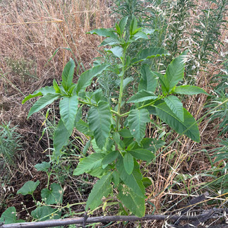 Phytolacca americana growing among dry grasses, with upright green stems and broad pointed leaves in a mixed garden bed.