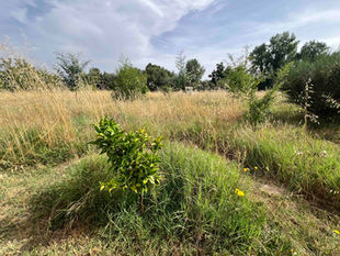 Small orange tree with compact green foliage planted among meadow grass and young trees under a bright sky.