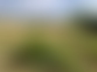 Small orange tree with compact green foliage planted among meadow grass and young trees under a bright sky.