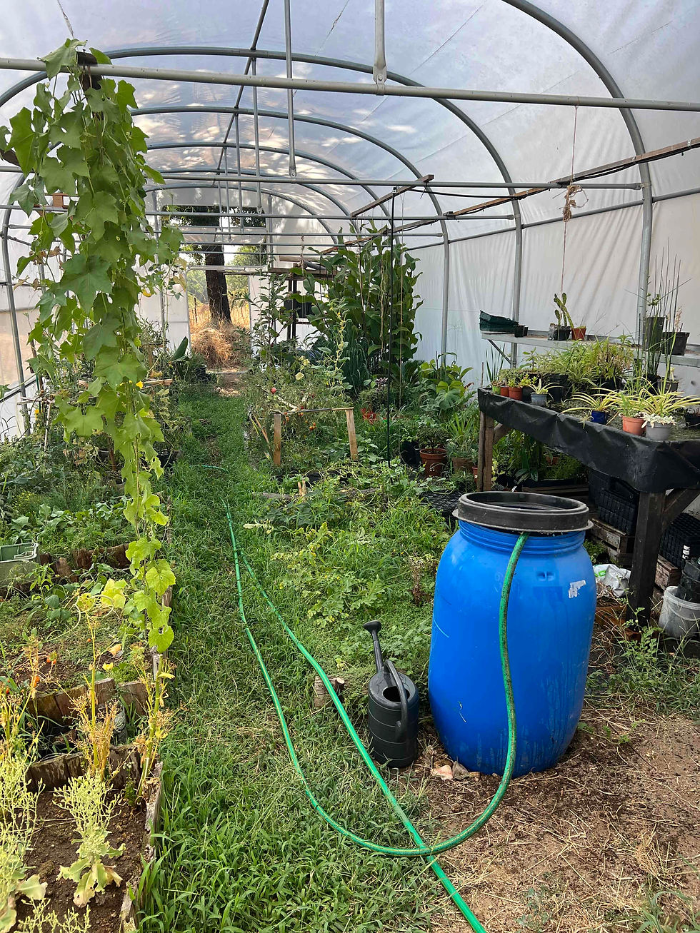 Interior of a polytunnel with raised beds, a blue water barrel, hoses, and assorted plants along the aisle.