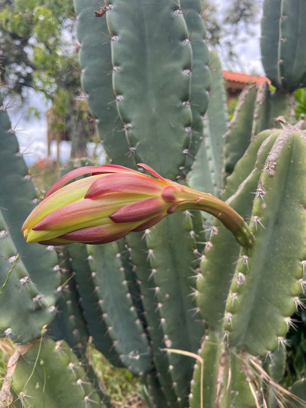 Closed Peruvian apple cactus flower bud extends horizontally from a curved green stalk, with red bracts over yellow-green layers.