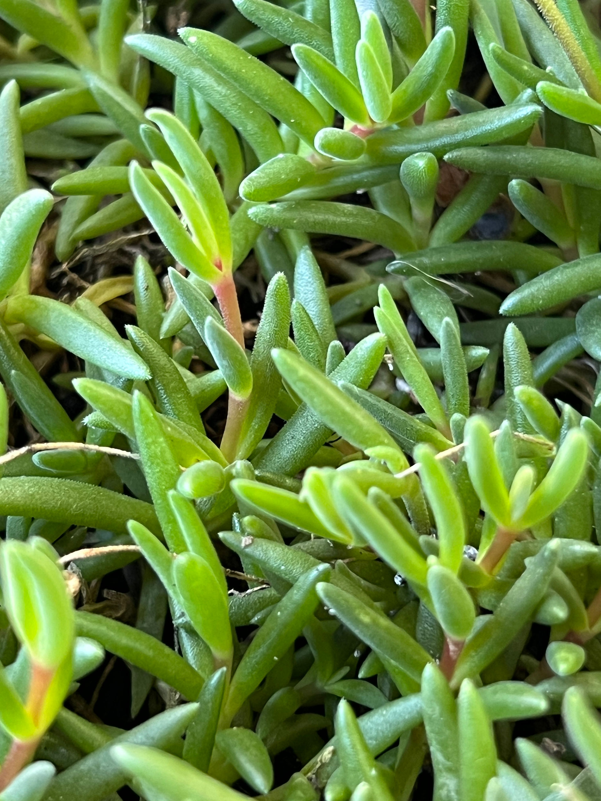 Close-up of fleshy green leaves of a Delosperma ‘Fire Spinner’ succulent, showing dense, overlapping foliage.