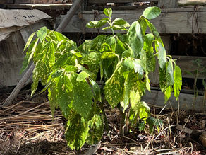 Aucuba japonica shrub with glossy, variegated foliage growing at the base of a wooden structure, surrounded by leaf litter and straw mulch.