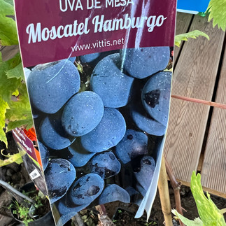 Plant label for a table grape variety reading “Uva de Mesa Moscatel Hamburgo” with a photo of dark grapes.