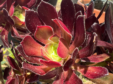 Sunlit Aeonium arboreum ‘Velour’ leaves form a layered dark red rosette around pale green new growth.