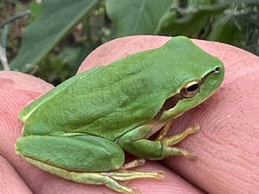 Bright green Mediterranean tree frog sitting calmly on Herman Kraut's hand indoors in a greenhouse.