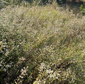Wide patch of Apple Mint spreads through tall grasses and mixed weeds, its many pale flower spikes catching bright sunlight.
