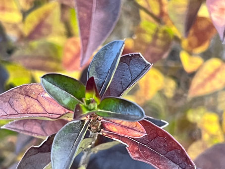 A detailed view of a Ligustrum lucidum leaf cluster showing new and mature growth in autumnal hues.