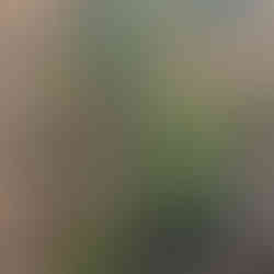 Maturing ‘Biloxi’ highbush blueberry forming a multi-stem clump with glossy green leaves amid dry field grasses.