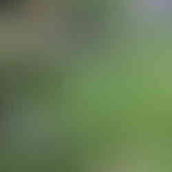 Bearded Iris plants with long green leaves growing at the base of a mossy stone wall.