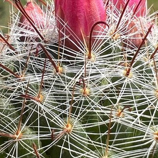 Close-up of a Mammillaria zeilmanniana cactus showing dense white and brown spines with several pink flower buds and blooms.