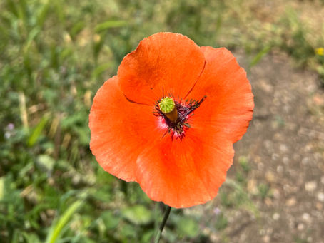 Close-up of a single red poppy bloom with black stamens and central capsule, with a soft-focus rural backdrop.
