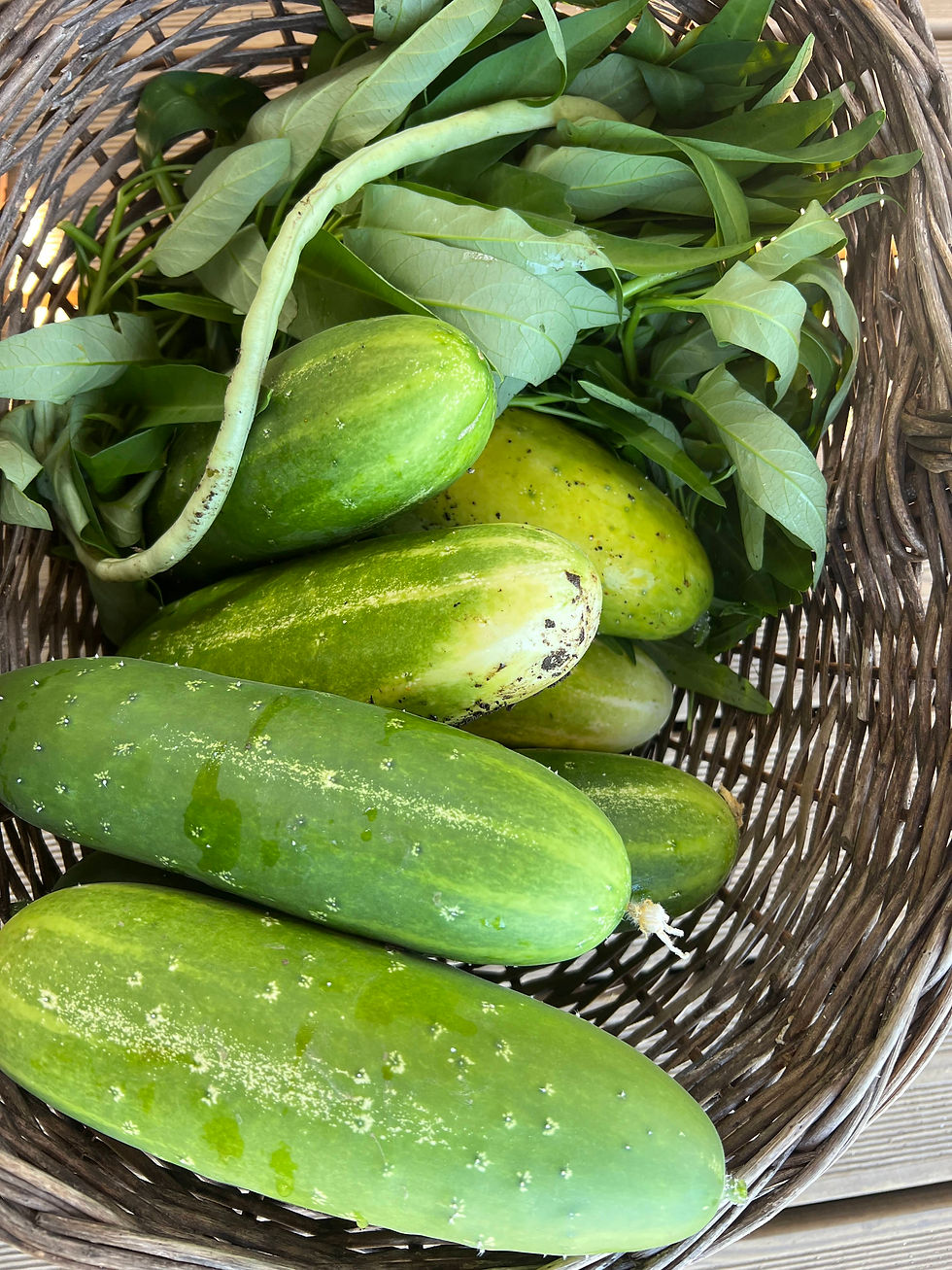 Close-up of green cucumbers with water drops nestled among asian greens leaves in a wicker basket.