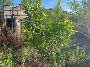Small lemon sapling with glossy pinnate leaves growing on a sloping meadow, its trunk casting a slender shadow on dry grasses beside a water storage container.