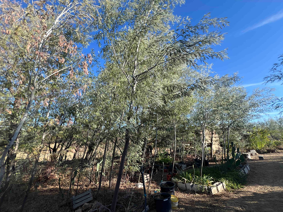 Several Acacia dealbata trees form a small grove, some bearing brown seed pods, with pots at their feet.