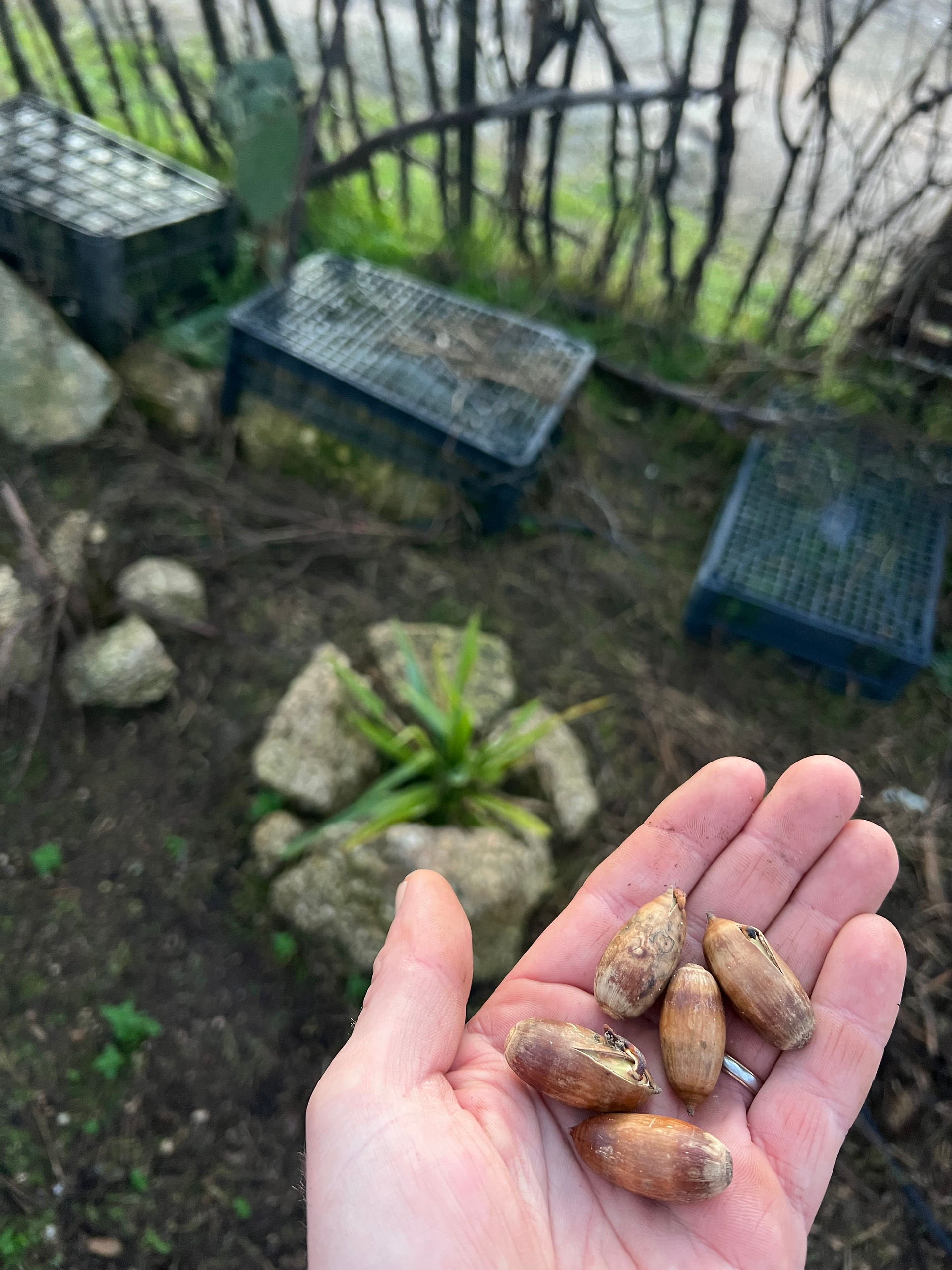 A hand holding several acorns in the foreground with a rocky garden bed and plastic crates in the background.