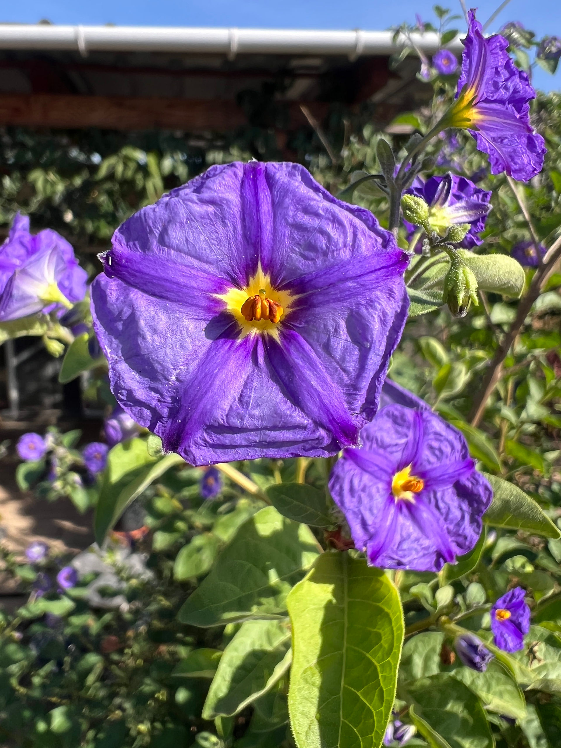 Close-up of a vivid purple, five-petaled flower with a yellow center and orange stamens on a leafy Blue Potato bush in bright sunlight.