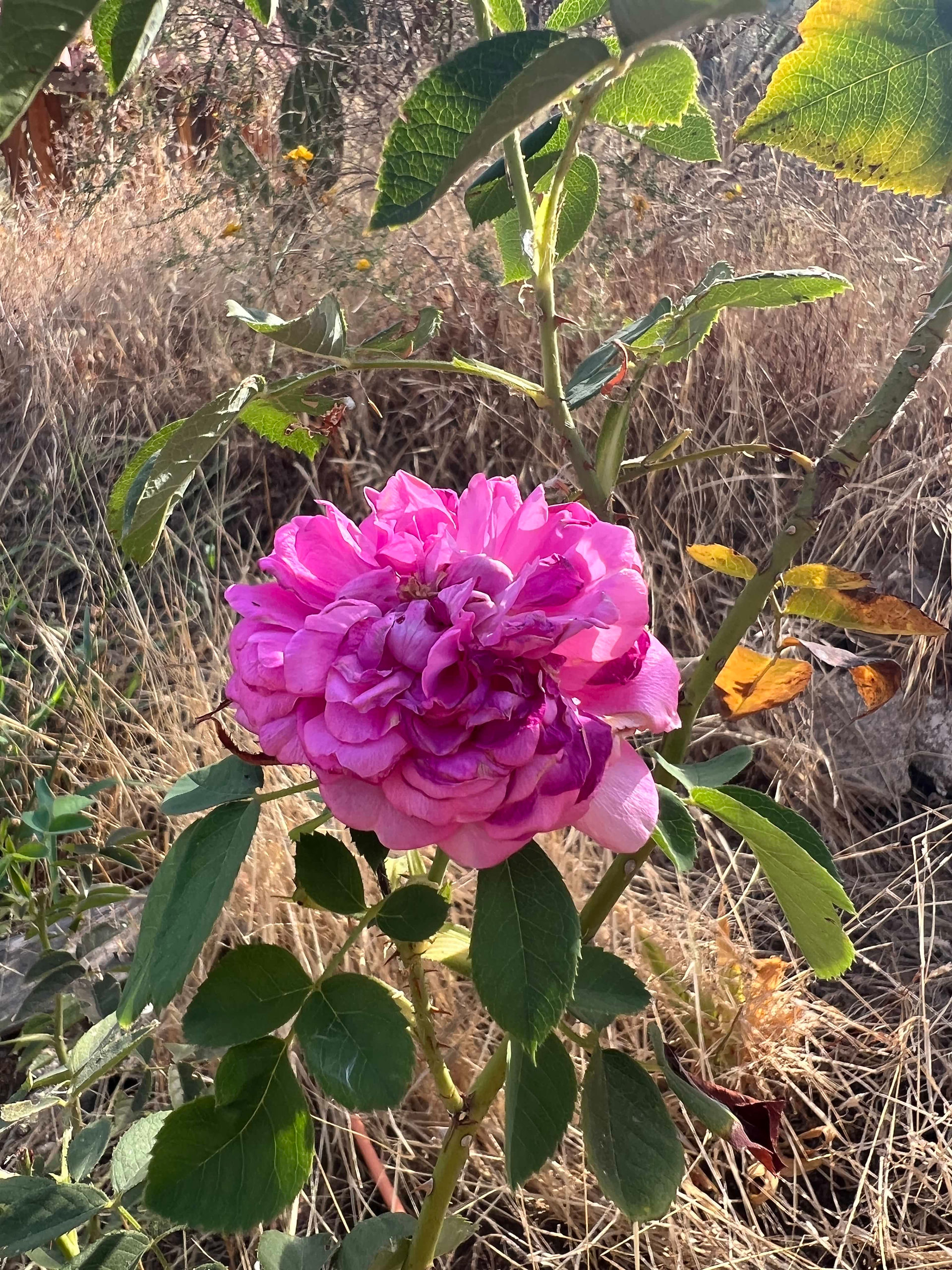 Close-up of a large pink repeat-flowering garden rose with layered petals, green leaves, and thorny stems surrounded by dry grass.