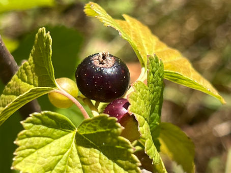 Ribes nigrum berries at different ripening stages, from pale green to glossy black, framed by lobed green foliage.