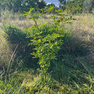 Young Sichuan pepper shrub growing in tall grass, with leafy stems backlit by sun and trees under a cloudy blue sky.