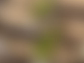 Potted ‘Triple Crown’ blackberry start with fresh leaves and tag, photographed in the hand of Herman Kraut against deck boards.