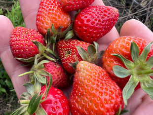 Close-up of several ripe strawberries resting in Herman Kraut's hand, highlighting texture and seeds.