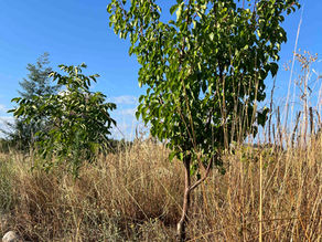 Close-up of a slender apricot tree trunk rising from parched grass, its glossy leaves reaching into a cloudless sky.