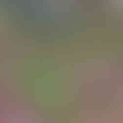 Umbilicus rupestris plants growing among grasses and pine needles in a natural setting.