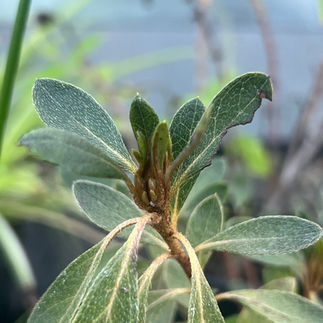 Close-up of Azalea japonica 'White Prince' leaf cluster showing fuzzy texture and developing buds.