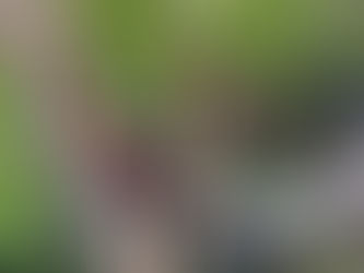 Close-up of two Cyperus esculentus seedlings with attached tubers and roots, ready for replanting.