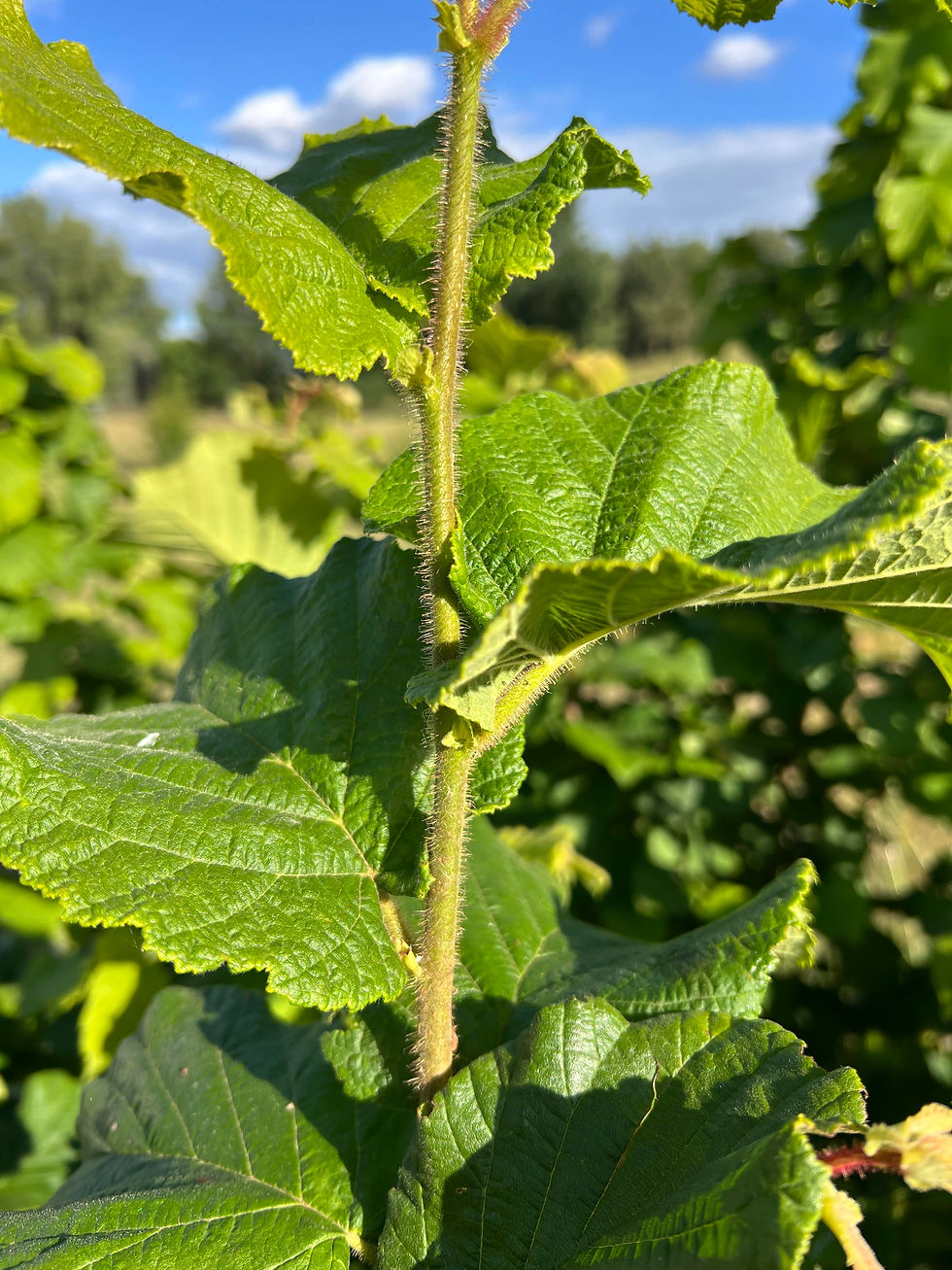 Close-up of hazel stem with fine hairs and textured green leaves, highlighted by sunlight against a blurred background.