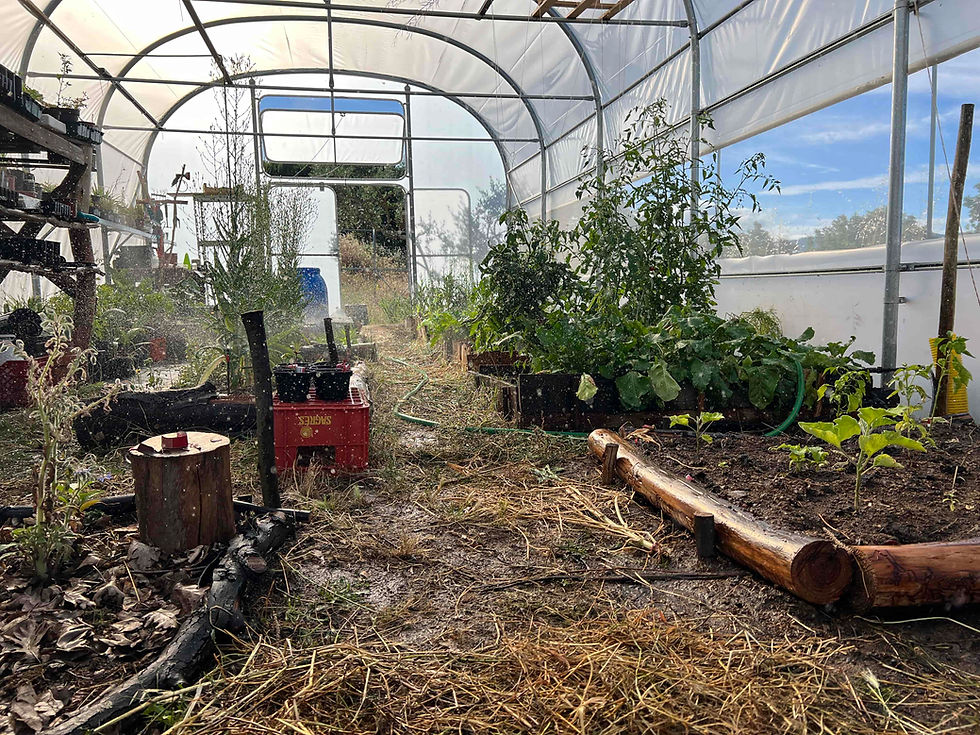 Greenhouse aisle showing vegetables, trays, and hoses while micro-sprayers run.