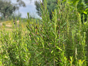 Rosemary foliage fills the frame, showing vertical stems, narrow leaves, and small dark spent flower parts.