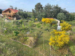 Mixed rural garden with paths, small trees, flowering yellow bushes, a wooden house, and a cream cabin among mature woodland.