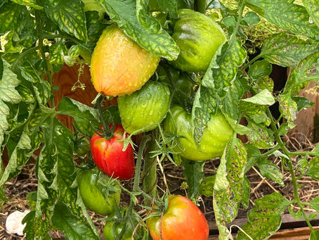 A tomato plant at Tough Kraut's greenhouse showing a mix of red, green, and orange tomatoes ripening on the vine, surrounded by thick green leaves.