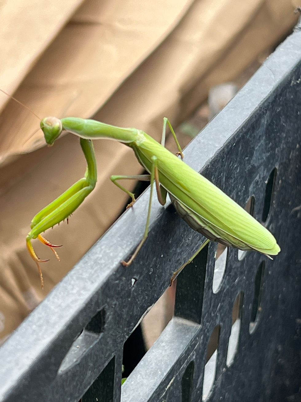 Green Mantis religiosa resting along the rim of a black plastic crate, with folded forelegs and tan cardboard behind it.